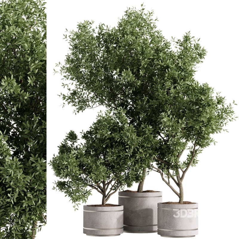 indoor plants – 42 plant in pot Image 1