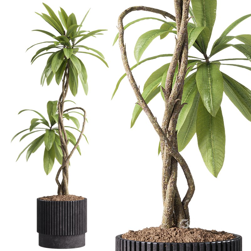 indoor plants – 58 plant in pot Image 3