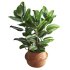 Indoor Plant Ficus with a basket pot - Thumbnail 2