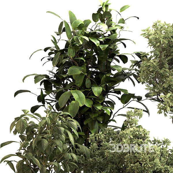 Indoor Plant Set 0152 Image 3