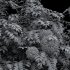 AV spring bushes Sambucus Nigra and Rhapis Excelsa - Thumbnail 10