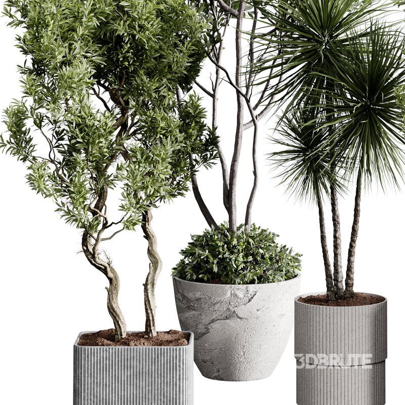 indoor plants 123 – plant collections in pot Image 3