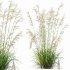 ntal grasses—**Celtica gigantea** (Golden Oats Grass) and **Nassella tenuissima** (Mexican Feather Grass)—curated for naturalistic, windswept landscapes and high-end 3D visualizations. - Thumbnail 7