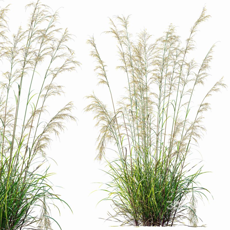 ntal grasses—**Celtica gigantea** (Golden Oats Grass) and **Nassella tenuissima** (Mexican Feather Grass)—curated for naturalistic, windswept landscapes and high-end 3D visualizations. Image 7