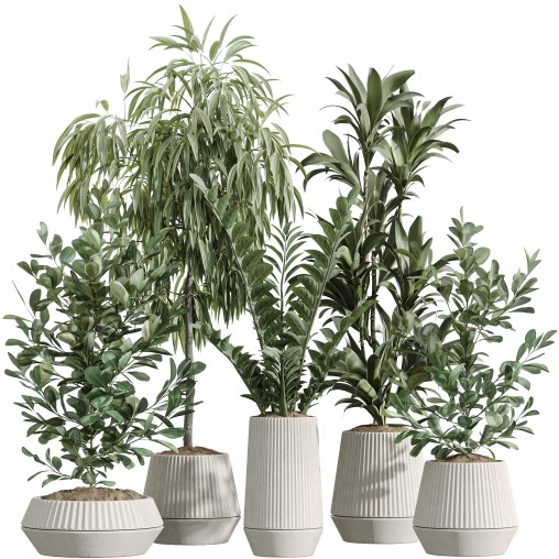 AV Indoor Plants Set 252 Ficus Microcarpa Zamiifolia Binnendijkii Warneckii Lemon Lime
