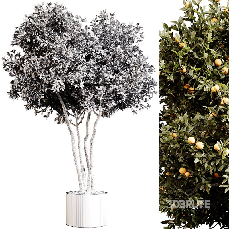 Indoor plants 80 – Plant in pot Image 1