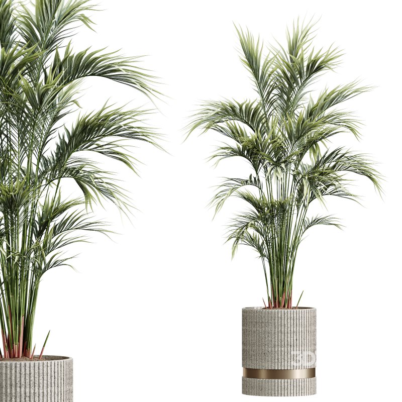 AV Indoor Plants Set 257 Dracaena Marginata and Olive and Areca Palm and Aloe Vera Image 1