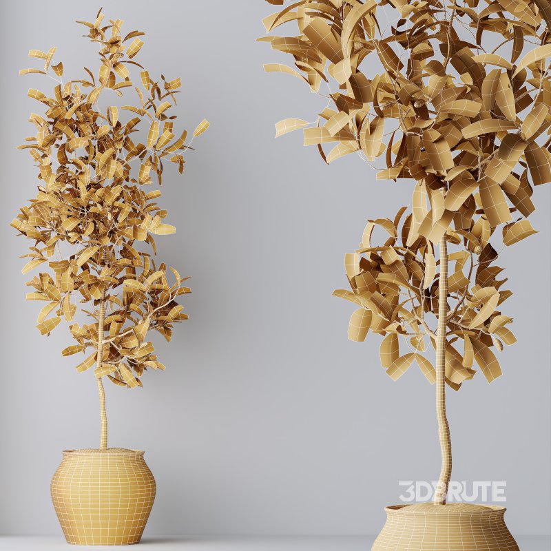 AV Indoor Plants Set 305 Banana Nicolai and Briful Pachira Aquatica and Yucca Aloifolia Image 9