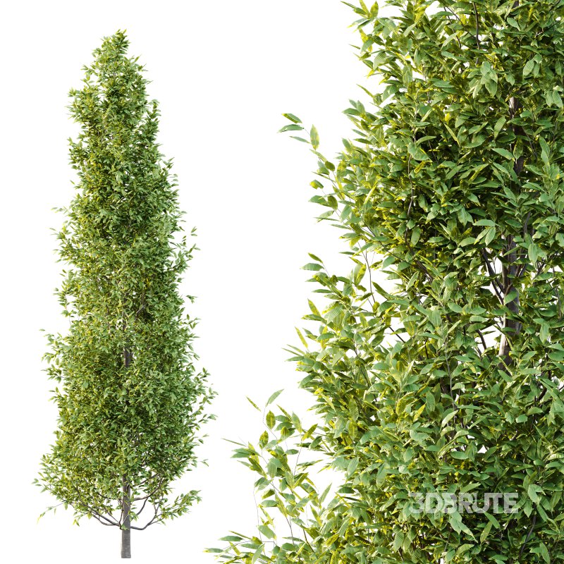 Different Trees 33 Image 3