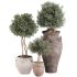 Outdoor Tree Collection in Pot 02 - Thumbnail 2