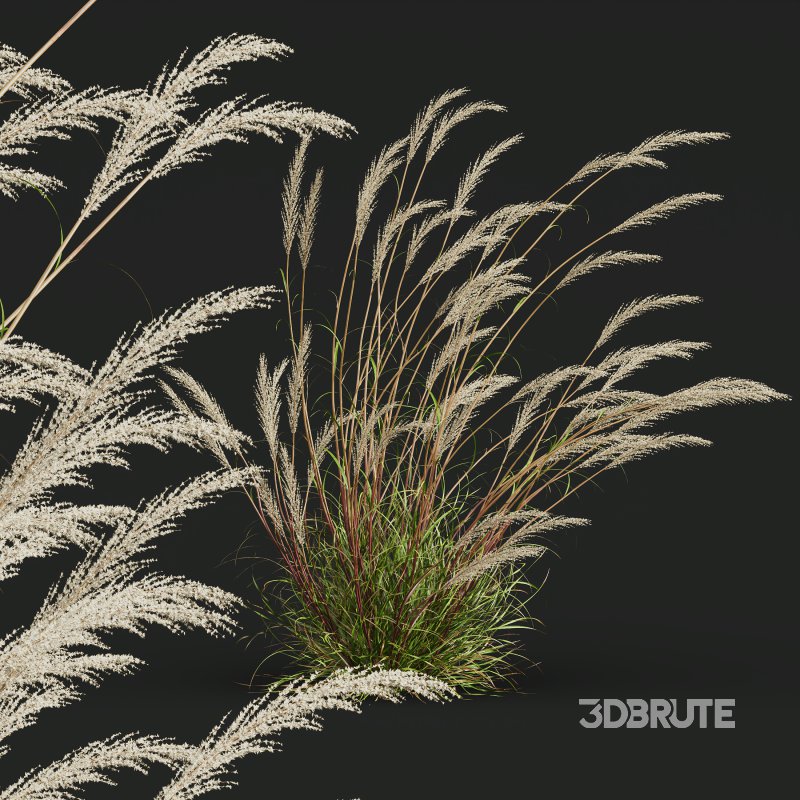 ntal grass hybrid that brings vertical elegance to any garden or architectural visualization. Originally cultivated in Germany and widely popularized across Europe and North America, this perennial grass features upright, feather-like plumes and narrow green blades that shift to golden hues in late summer. Its architectural form, graceful sway in the wind, and low-maintenance nature make it a favorite among designers looking to evoke movement, rhythm, and a naturalistic softness in modern landscapes. Image 2
