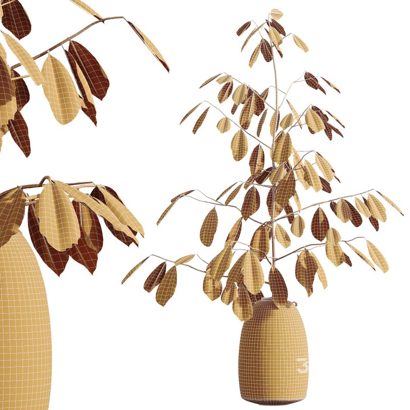 AV Indoor Plants Set 299 Japandi Ficus Dracaena Marginata and Mission Arbequina Olive Image 11