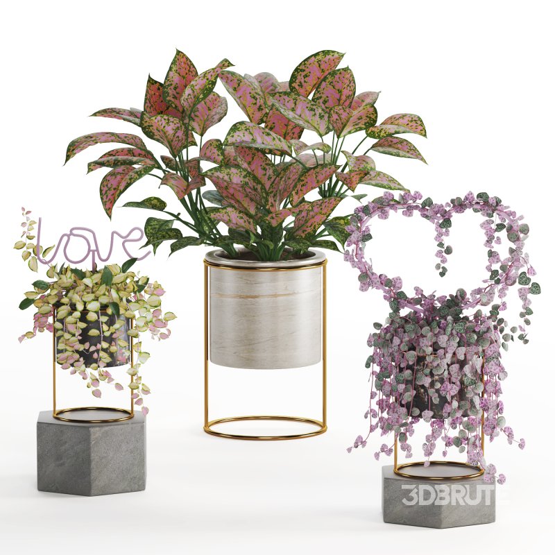 Indoor Plant Valentine Heart Shape Hoya Carnosa Aglaonema Pink Pearl Image 1