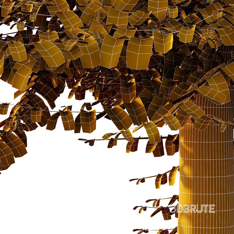 Different Trees 36 Image 6