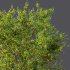 AV Fruit Trees Diospyros Kaki Persimmon and Malus Pumila Apple Green - Thumbnail 10