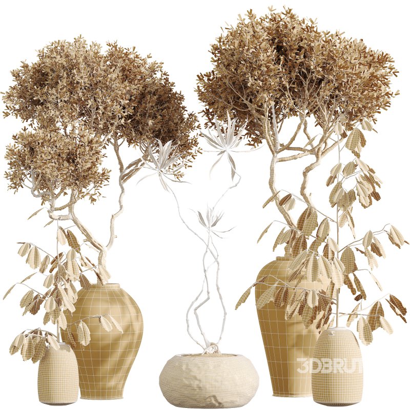 AV Indoor Plants Set 299 Japandi Ficus Dracaena Marginata and Mission Arbequina Olive Image 12