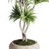 Indoor Plant Dracaena - Thumbnail 3