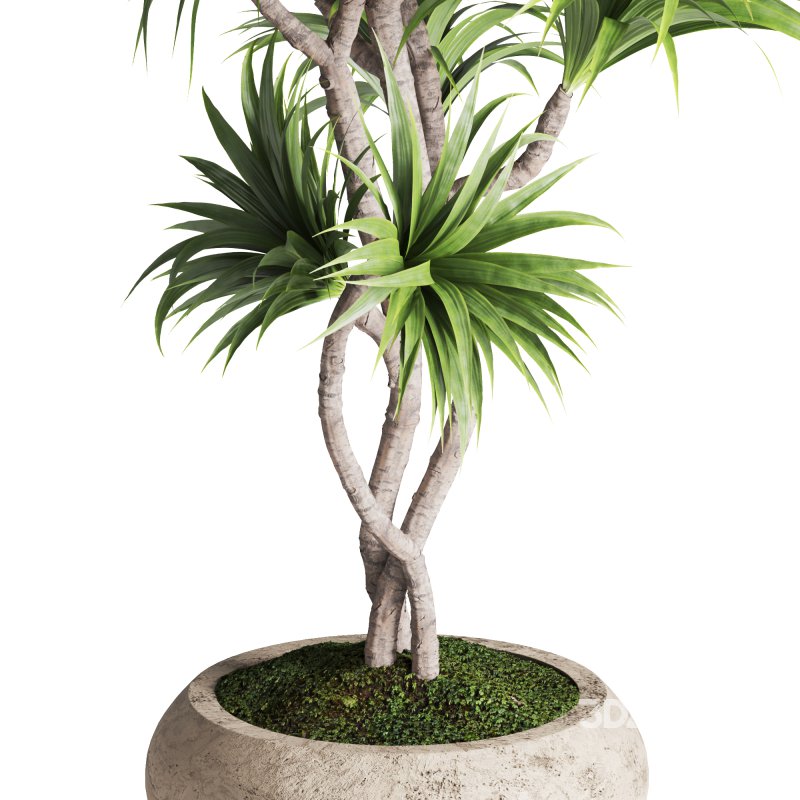 Indoor Plant Dracaena Image 3