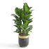 Indoor Plant Rubber Ficus - Thumbnail 3