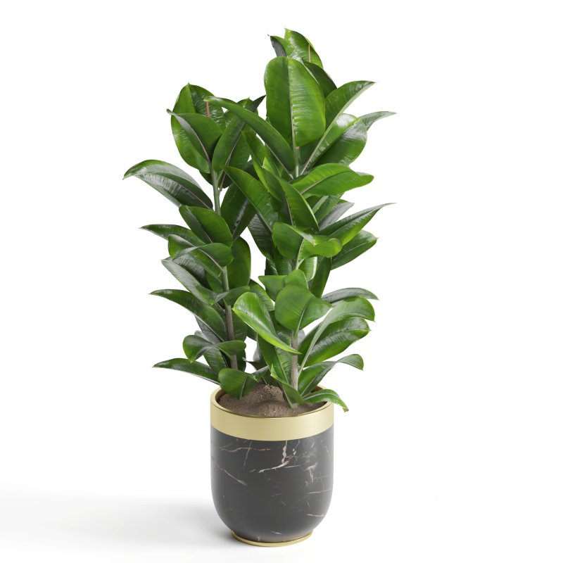 Indoor Plant Rubber Ficus Image 3