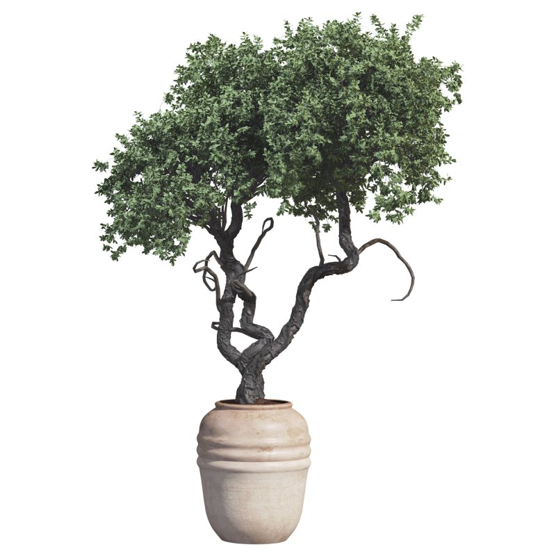 Outdoor Plant 09 Image 4