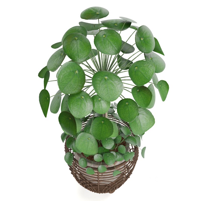 Indoor Plant Pilea in basket pot Image 2