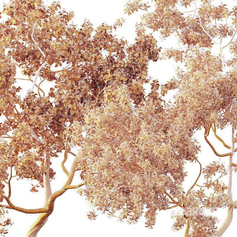 ntal and culinary value. Image 13