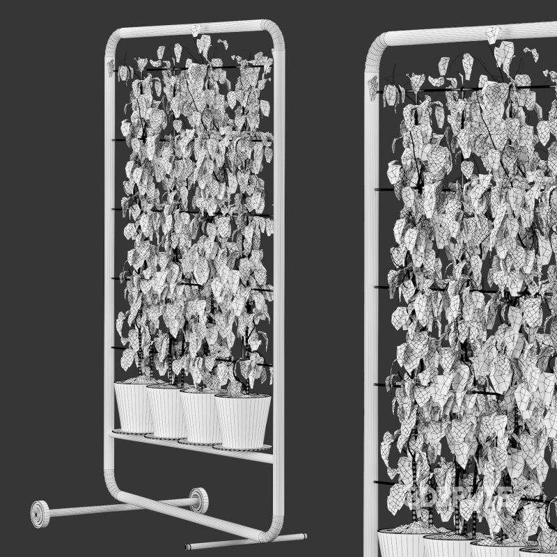 pathos plant Image 2