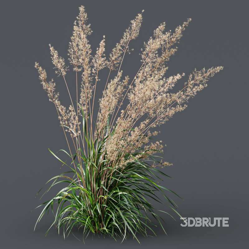 AV Plants Cortaderia Selloana and Nassella Tenuissima Fruit grasses Image 2