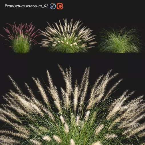 Pennisetum setaceum_02