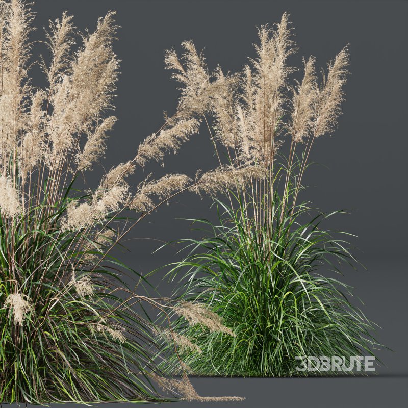 AV Plants Cortaderia Selloana and Nassella Tenuissima Fruit grasses Image 4