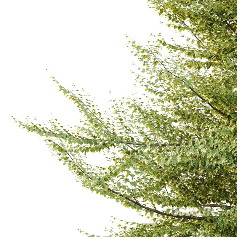 Different Trees 36 Image 4