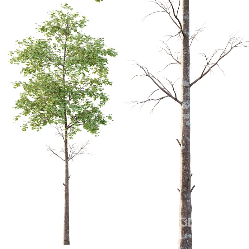 fagus sylvatica Tree 01 Image 4