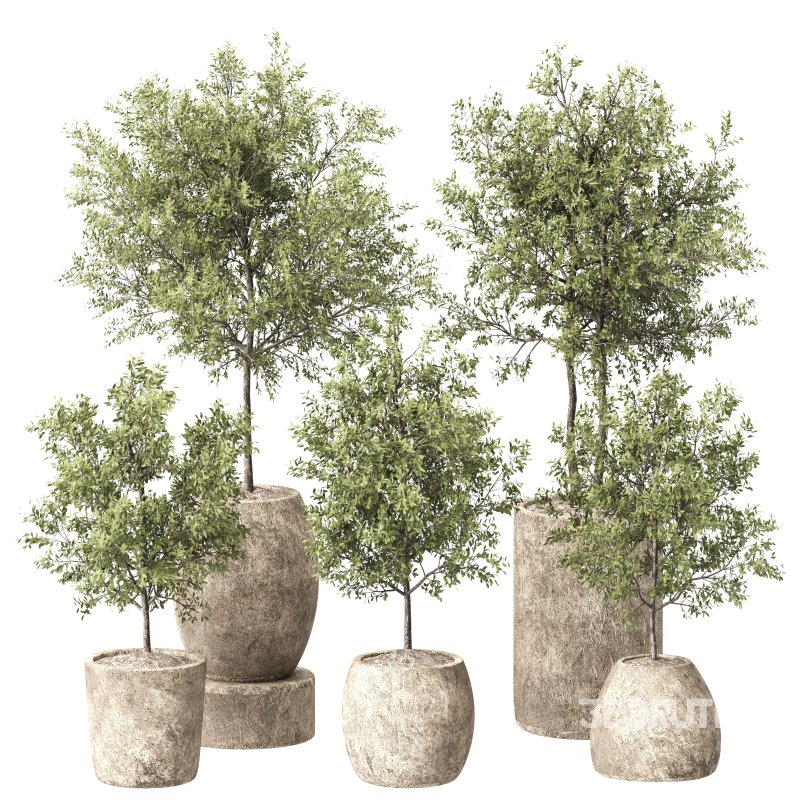 Olive Plant indoor plant 001 Image 1