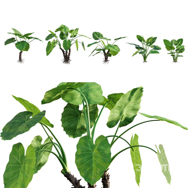 Alocasia macrorrhiza – Elephant Ears Image 1