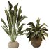 AV Indoor Plants Set 285 Ravenala Banana Strelitzia Nicolai Bird Of Paradise Set - Thumbnail 1
