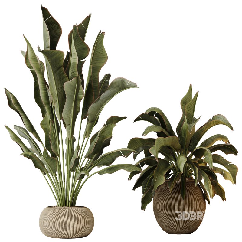 AV Indoor Plants Set 285 Ravenala Banana Strelitzia Nicolai Bird Of Paradise Set Image 1
