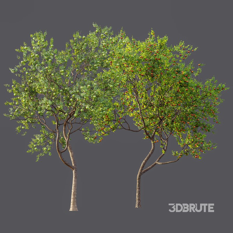 AV Fruit Trees Diospyros Kaki Persimmon and Malus Pumila Apple Green Image 9