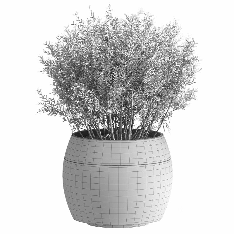 Indoor plant 003 Image 3