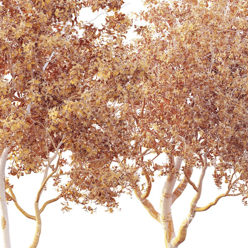 AV Fruit Trees Prunus Salicina Plum Pflaume and Pear Pyrus Communis Image 13