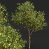 AV Fruit Trees Malus Pumila Apple Yellow and Citrus Sinensis Orange Arancio - Thumbnail 7