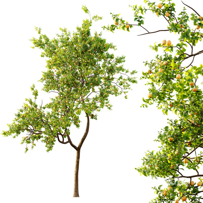 AV Fruit Trees Pear Pyrus Communis Red and Armeniaca Vulgaris Prunus Image 3