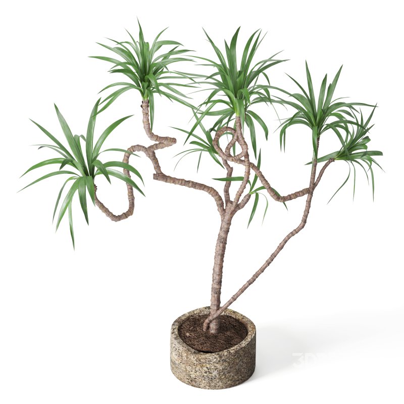 Indoor Plant Yucca in stone planter Image 1