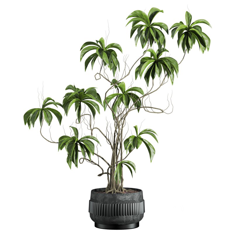 potted plant Image 1