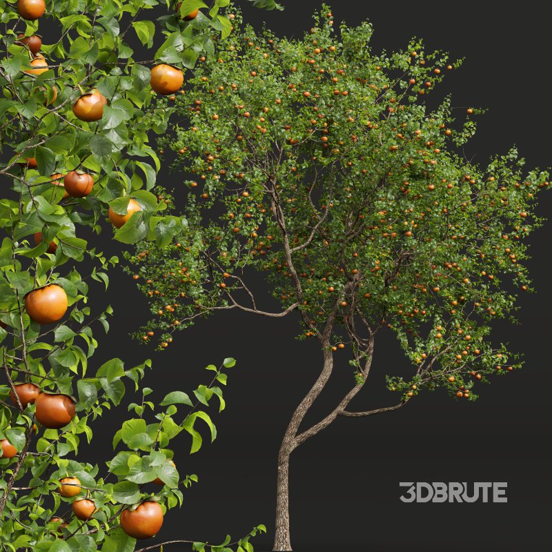 AV Fruit Trees Diospyros Kaki Persimmon and Malus Pumila Apple Green Image 7