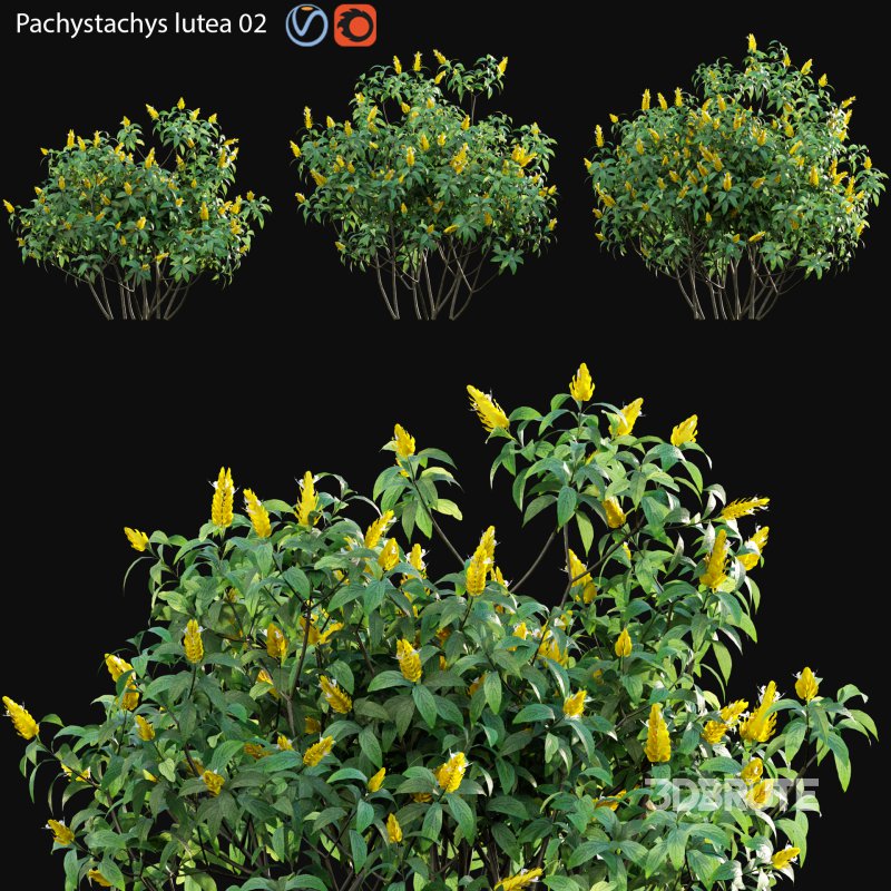 Pachystachys lutea -Lollipop plant – Golden shrimp plant 02 Image 1