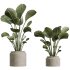 AV Indoor Plants Set 297 Fruit Orange and Banana Strelitzia Nicolai and Olive - Thumbnail 2