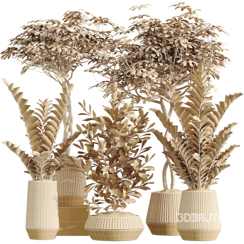 AV Indoor Plants Set 301 Zamiifolia and Schefflera Umbrella and Ficus Microcarpa Image 5