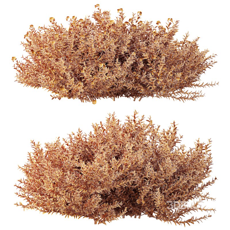 AV Gray Box Westringia Fruticosa Coastal Rosemary Flower Image 7