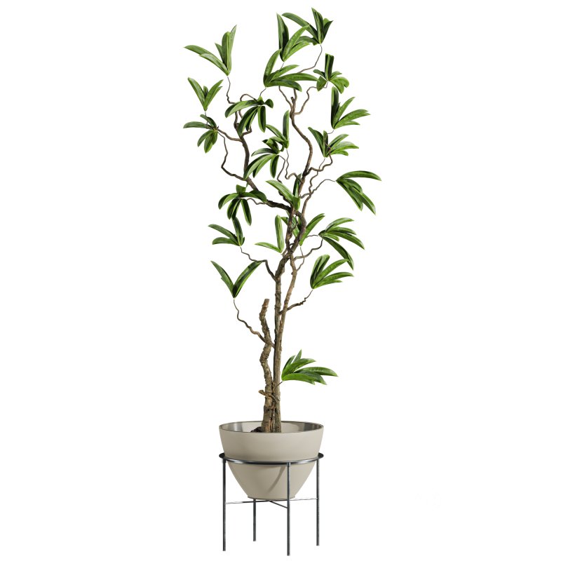 potted plant Image 2